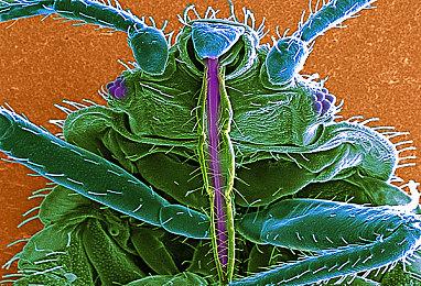 《主播女孩重度依赖》销量突破百万 将举办庆祝直播